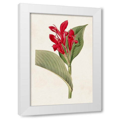 Flora of the Tropics IV White Modern Wood Framed Art Print by Unknown