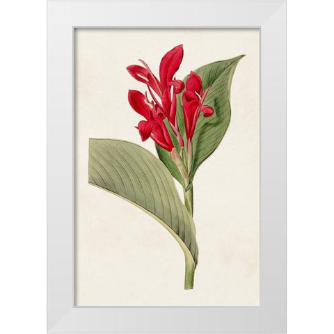 Flora of the Tropics IV White Modern Wood Framed Art Print by Unknown