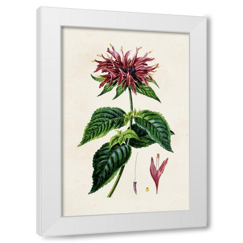 Antique Floral Folio I White Modern Wood Framed Art Print by Bessa, Pancrace