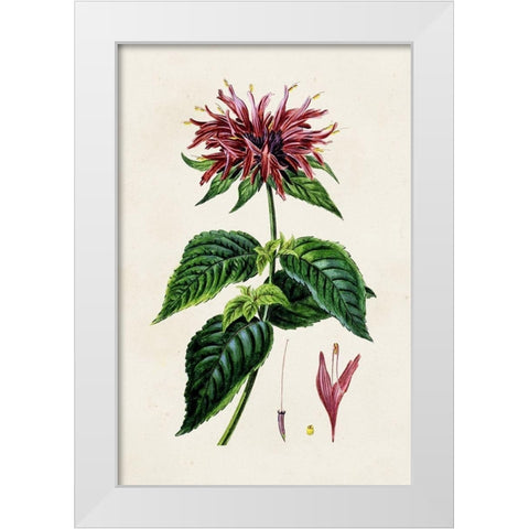 Antique Floral Folio I White Modern Wood Framed Art Print by Bessa, Pancrace