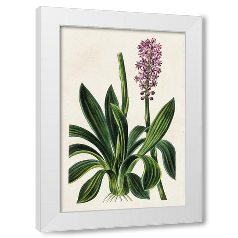 Antique Floral Folio II White Modern Wood Framed Art Print by Bessa, Pancrace