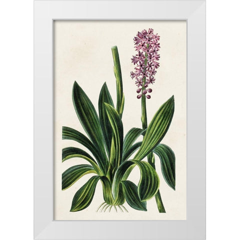 Antique Floral Folio II White Modern Wood Framed Art Print by Bessa, Pancrace