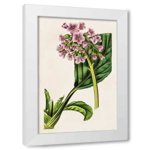 Antique Floral Folio III White Modern Wood Framed Art Print by Bessa, Pancrace