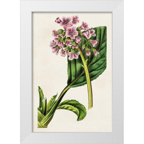 Antique Floral Folio III White Modern Wood Framed Art Print by Bessa, Pancrace