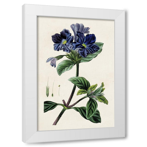 Antique Floral Folio IV White Modern Wood Framed Art Print by Bessa, Pancrace