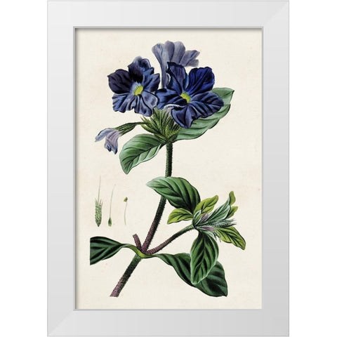 Antique Floral Folio IV White Modern Wood Framed Art Print by Bessa, Pancrace