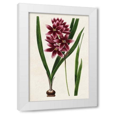 Antique Floral Folio V White Modern Wood Framed Art Print by Bessa, Pancrace