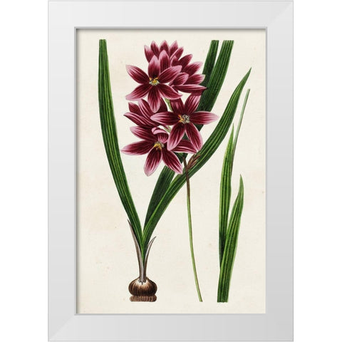 Antique Floral Folio V White Modern Wood Framed Art Print by Bessa, Pancrace