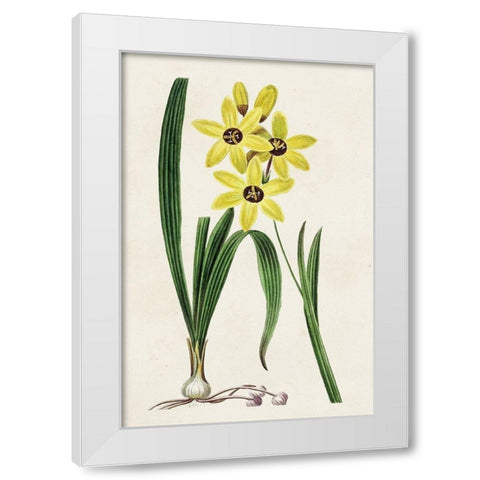 Antique Floral Folio VI White Modern Wood Framed Art Print by Bessa, Pancrace