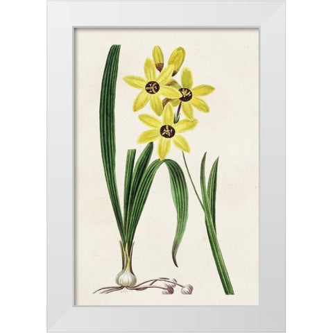 Antique Floral Folio VI White Modern Wood Framed Art Print by Bessa, Pancrace
