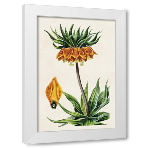 Antique Floral Folio VII White Modern Wood Framed Art Print by Bessa, Pancrace