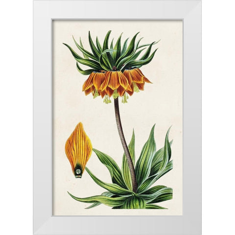 Antique Floral Folio VII White Modern Wood Framed Art Print by Bessa, Pancrace