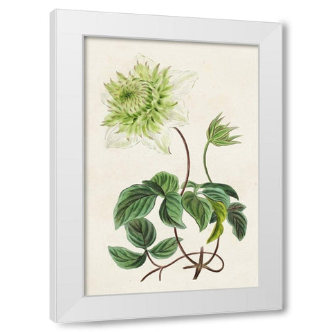 Antique Floral Folio VIII White Modern Wood Framed Art Print by Bessa, Pancrace