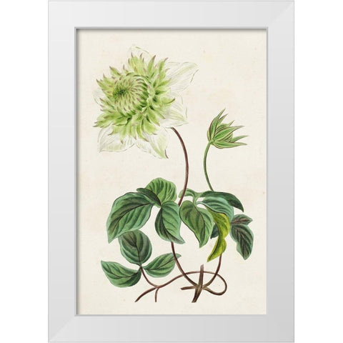 Antique Floral Folio VIII White Modern Wood Framed Art Print by Bessa, Pancrace