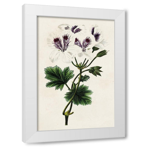 Antique Floral Folio IX White Modern Wood Framed Art Print by Bessa, Pancrace