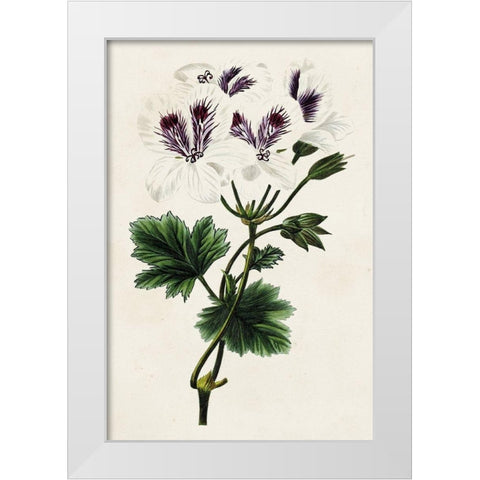 Antique Floral Folio IX White Modern Wood Framed Art Print by Bessa, Pancrace