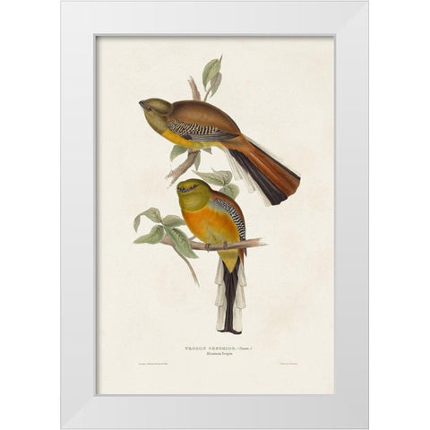 Elegant Trogons II White Modern Wood Framed Art Print by Gould, John