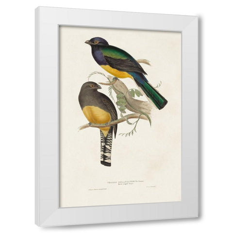 Elegant Trogons III White Modern Wood Framed Art Print by Gould, John