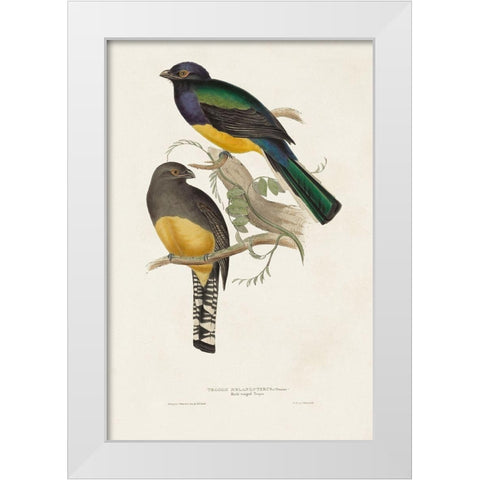 Elegant Trogons III White Modern Wood Framed Art Print by Gould, John
