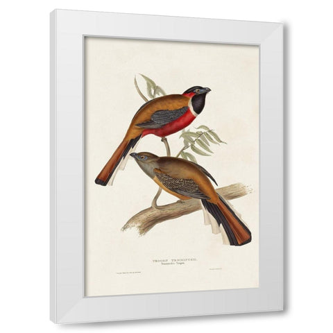 Elegant Trogons IV White Modern Wood Framed Art Print by Gould, John