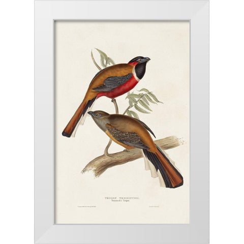 Elegant Trogons IV White Modern Wood Framed Art Print by Gould, John