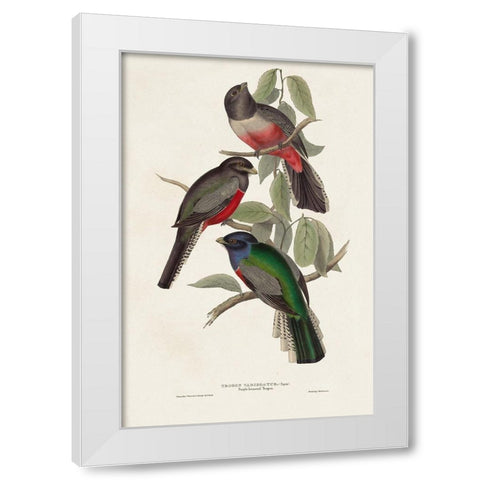 Elegant Trogons V White Modern Wood Framed Art Print by Gould, John