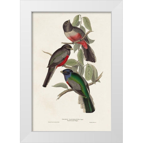Elegant Trogons V White Modern Wood Framed Art Print by Gould, John