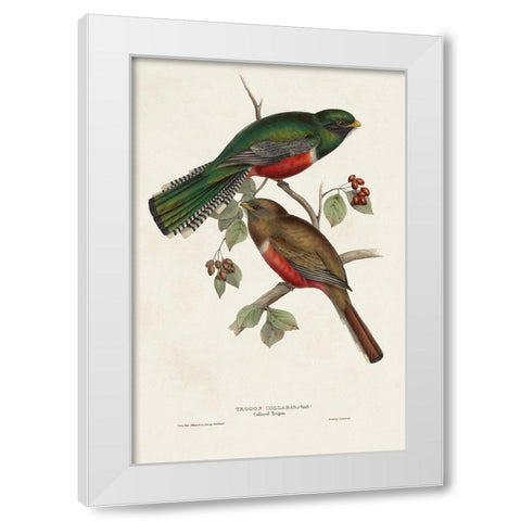 Elegant Trogons VI White Modern Wood Framed Art Print by Gould, John