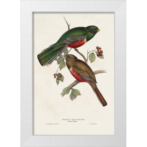 Elegant Trogons VI White Modern Wood Framed Art Print by Gould, John
