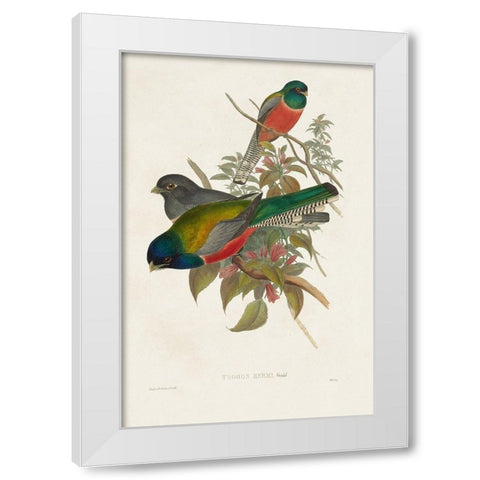 Elegant Trogons VII White Modern Wood Framed Art Print by Gould, John