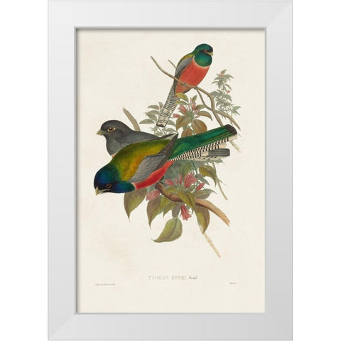 Elegant Trogons VII White Modern Wood Framed Art Print by Gould, John
