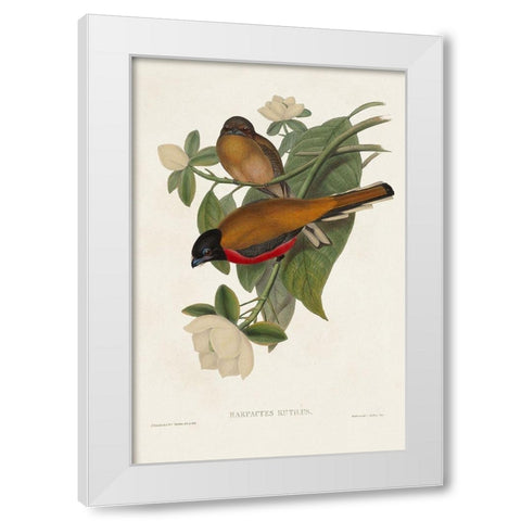 Elegant Trogons VIII White Modern Wood Framed Art Print by Gould, John