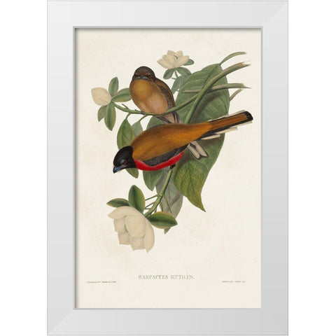 Elegant Trogons VIII White Modern Wood Framed Art Print by Gould, John