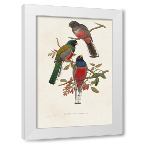 Elegant Trogons IX White Modern Wood Framed Art Print by Gould, John