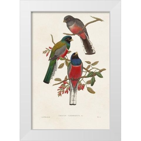 Elegant Trogons IX White Modern Wood Framed Art Print by Gould, John
