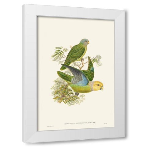 Lime And Cerulean Parrots I White Modern Wood Framed Art Print by Gould, John