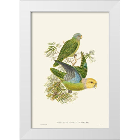 Lime And Cerulean Parrots I White Modern Wood Framed Art Print by Gould, John