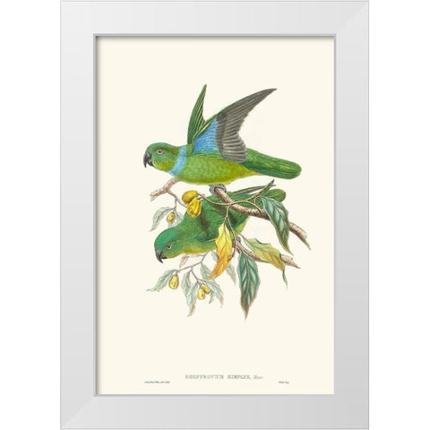Lime And Cerulean Parrots II White Modern Wood Framed Art Print by Gould, John