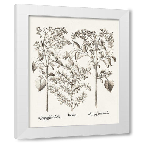 Sepia Besler Botanicals I White Modern Wood Framed Art Print by Besler, Basilius