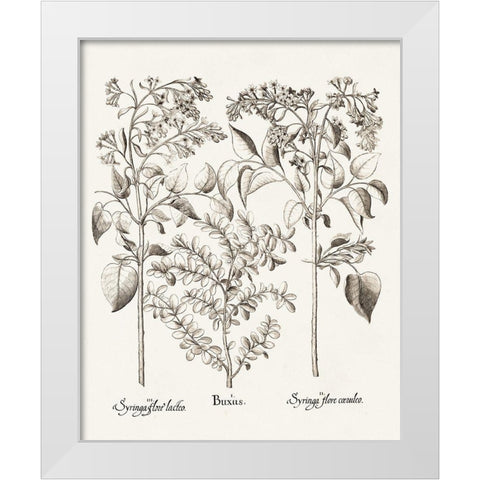 Sepia Besler Botanicals I White Modern Wood Framed Art Print by Besler, Basilius