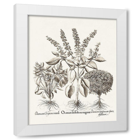 Sepia Besler Botanicals II White Modern Wood Framed Art Print by Besler, Basilius