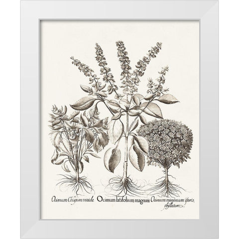 Sepia Besler Botanicals II White Modern Wood Framed Art Print by Besler, Basilius