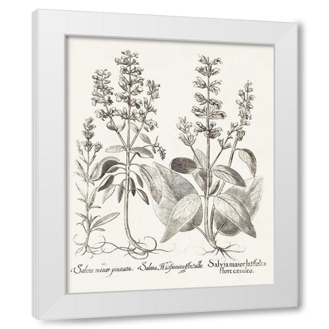 Sepia Besler Botanicals III White Modern Wood Framed Art Print by Besler, Basilius