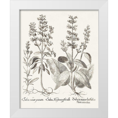 Sepia Besler Botanicals III White Modern Wood Framed Art Print by Besler, Basilius