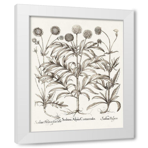 Sepia Besler Botanicals IV White Modern Wood Framed Art Print by Besler, Basilius
