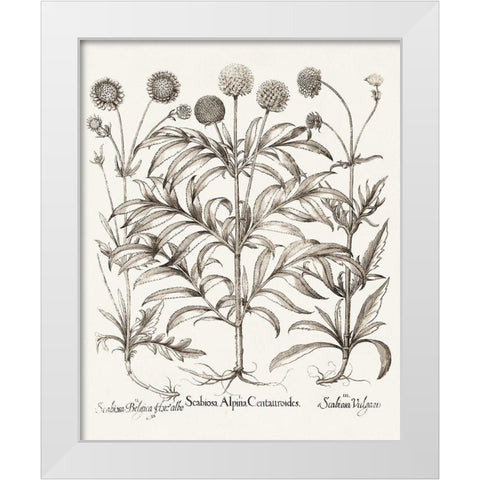 Sepia Besler Botanicals IV White Modern Wood Framed Art Print by Besler, Basilius
