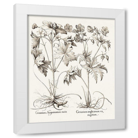 Sepia Besler Botanicals V White Modern Wood Framed Art Print by Besler, Basilius