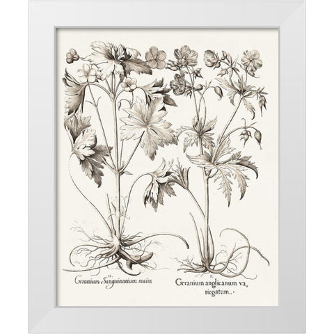 Sepia Besler Botanicals V White Modern Wood Framed Art Print by Besler, Basilius