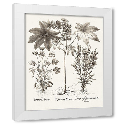 Sepia Besler Botanicals VI White Modern Wood Framed Art Print by Besler, Basilius