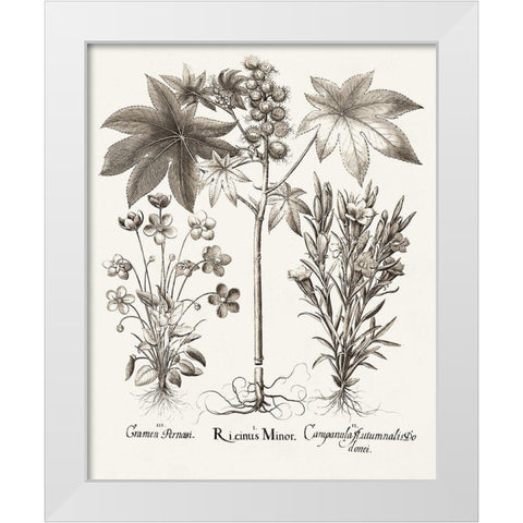 Sepia Besler Botanicals VI White Modern Wood Framed Art Print by Besler, Basilius